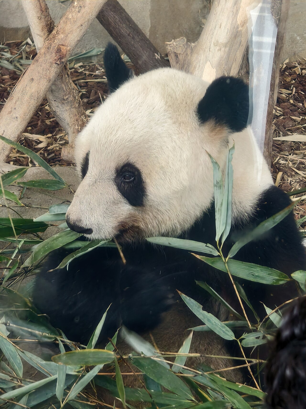 Giant panda munching fresh green bamboo leaves at the Chengdu Research Base of Giant Panda Breeding